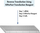 Reverse transfection using HiPerFect Transfection Reagent.