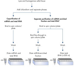 miRNeasy Kits | microRNA Purification Kits | QIAGEN