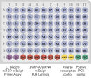 Pathway-Focused or miRNome miScript miRNA PCR Array layout for plate formats A, C, D, F, M.