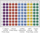 miScript miRNA QC PCR Array layout for plate formats A, C, D, F.