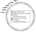 miScript miRNA QC PCR Array layout for Rotor-Disc format R.
