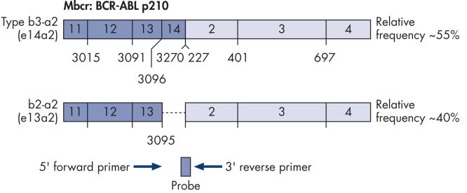 Single plasmid for BCR-ABL gene transcript.