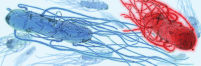 mericon Pathogen Detection Assay