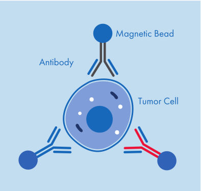 Figure 1: A CTC captured by three antibodies coupled to magnetic beads.