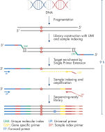 QIAseq Targeted DNA Panels低頻度変異を確実に検出可能なデジタル