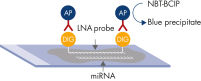Principle of the miRCURY LNA miRNA ISH Optimization Kit (FFPE).