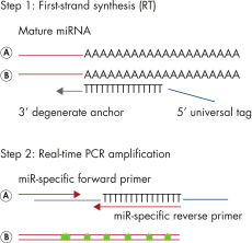 naa様ご確認用 miRCURY LNA miRNA PCR Assays