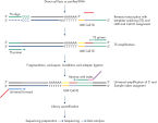 Innovative and Optimized QIAseq UPX 3' Transcriptome Kit Workflow.
