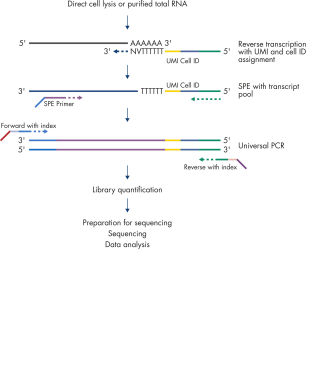 Principle of the QIAseq UPX 3' Targeted RNA Panel Workflow.