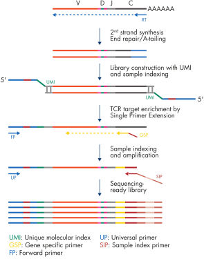 QIAseq Targeted RNAseq Panel for T-cell Receptor workflow