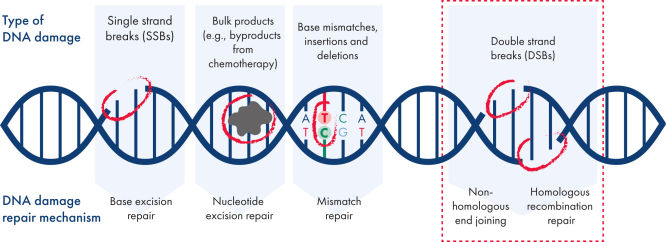 A DNA double helix diagram showing different types of DNA damage and the repair pathways that fix them