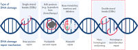 A DNA double helix diagram showing different types of DNA damage and the repair pathways that fix them