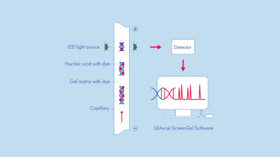 QIAxcel RNA QC Kit v2.0