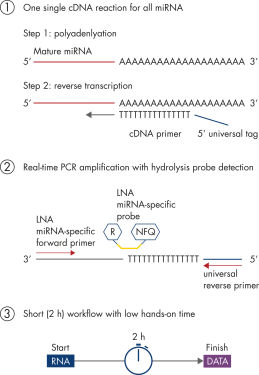 miRCURY LNA miRNA Probe PCR System at a glance.