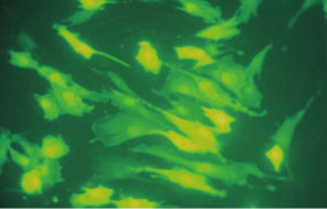 user_53833bc5 ページです 用具詳細