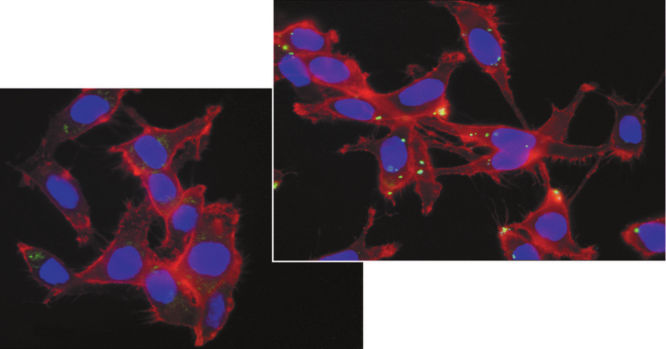 Effectene Transfection Reagent