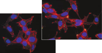 Effectene Transfection Reagent