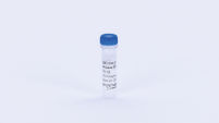 T4 Gene 32 Protein