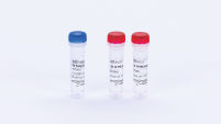 T4 Polynucleotide Kinase (10,000 U)