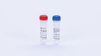 DNA Polymerase I