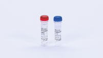StableScript Reverse Transcriptase