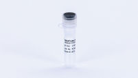 RNase Inhibitor Hu