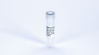 miRCURY LNA miRNA Detection Probe (1 nmol)