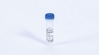 Exonuclease I