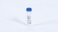 RNase H