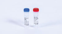 TaqIT DNA Polymerase