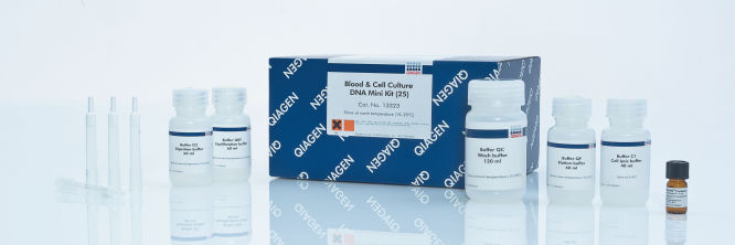 Blood & Cell Culture DNA Kits