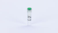 Saltonase (5000 U)