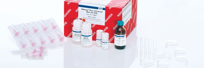 るあページ RNeasy Universal Kits |Tissue RNA Extraction | QIAGEN