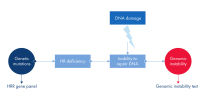 Flow chart linking mutations to instability