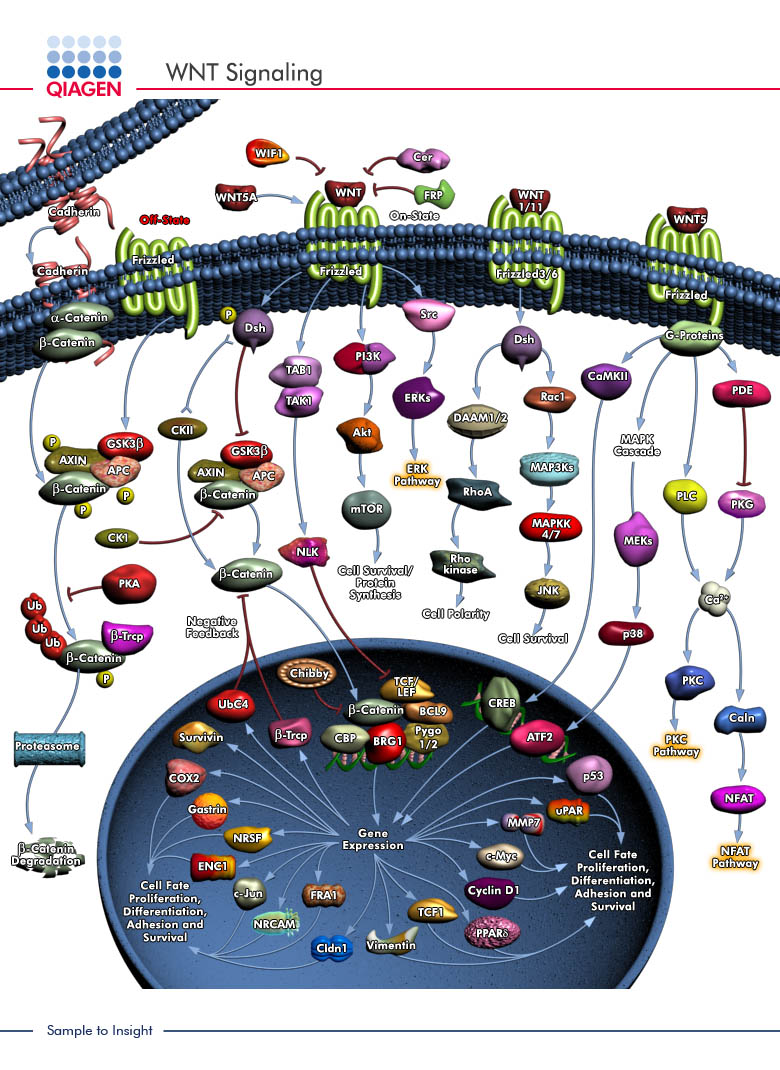 free neuroanatomy and pathology of